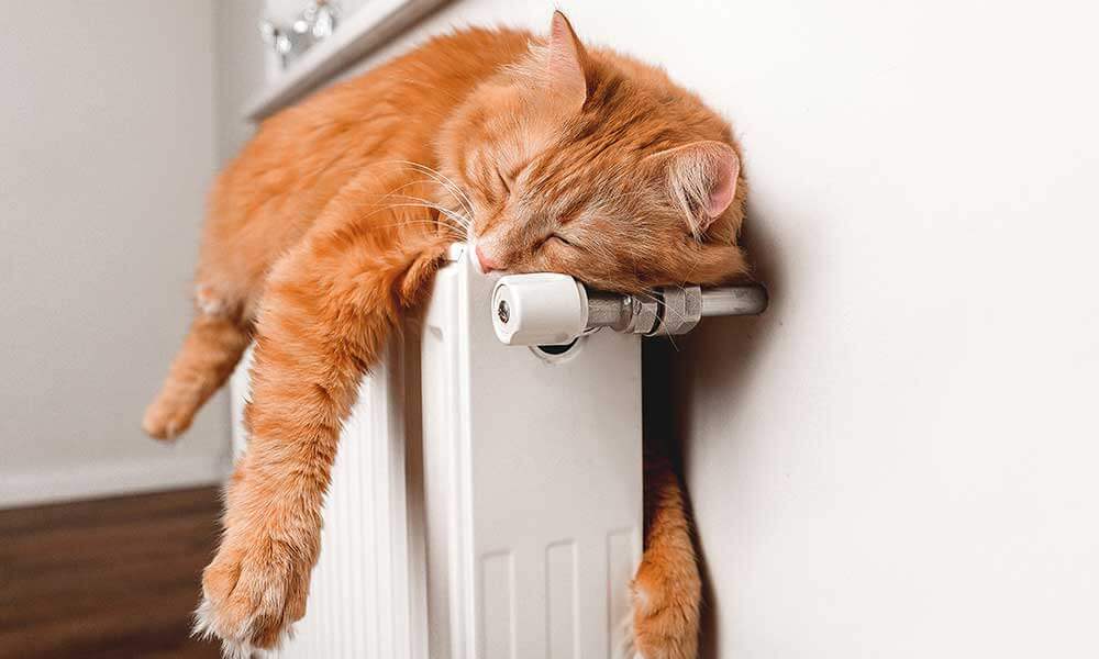 Eine Katze schläft auf einem Heizkörper