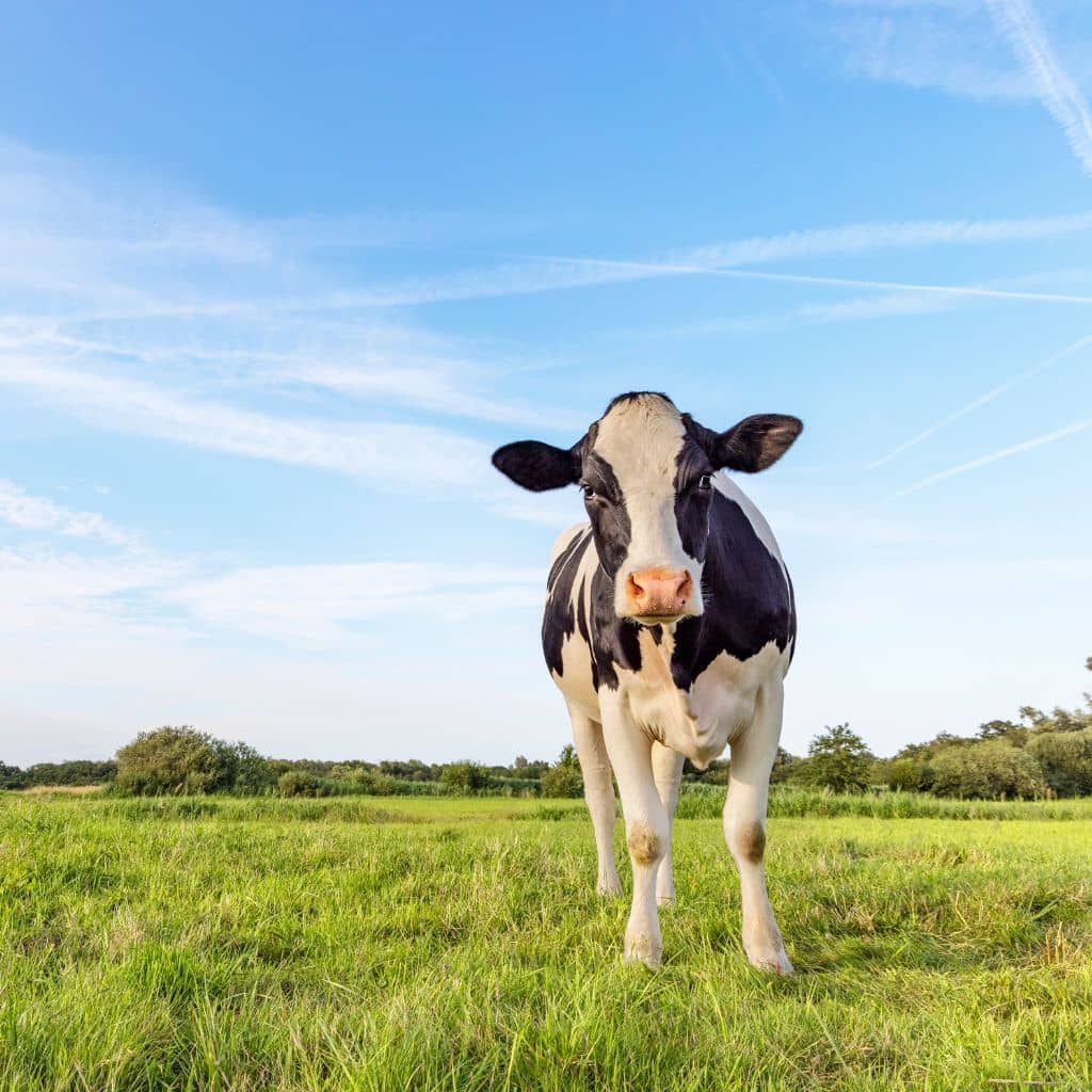 Kuh steht auf einer grünen Wiese und schaut in die Kamera