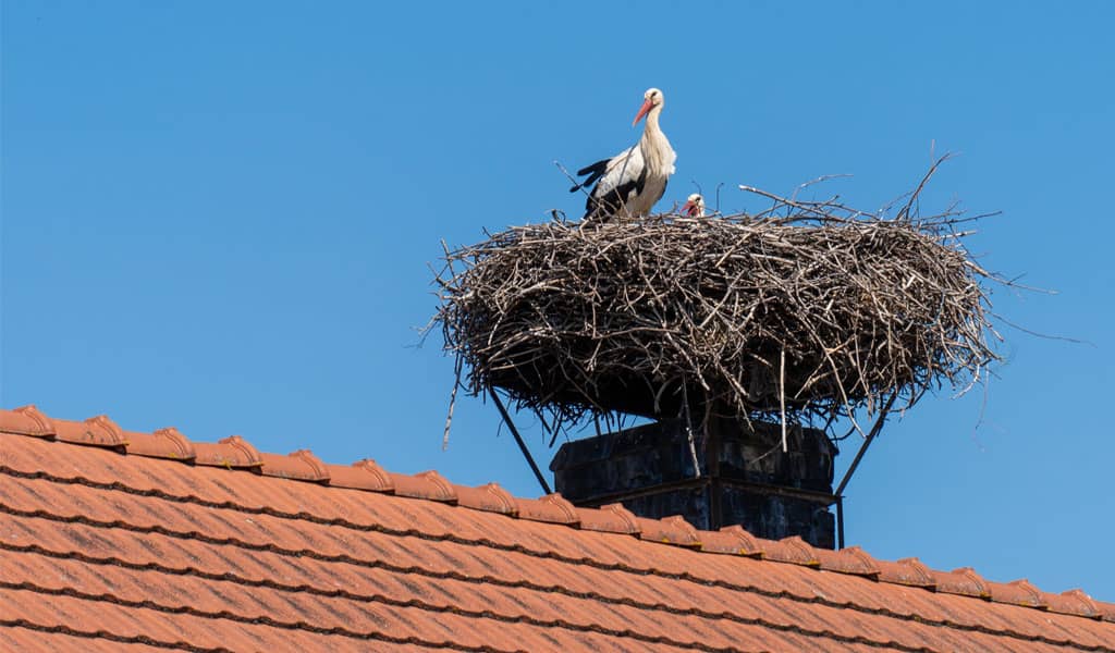 Storch mit Nachwuchs im Nest auf dem Schornstein eines Hausdachs